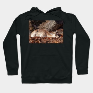 Fallow Deer Hoodie